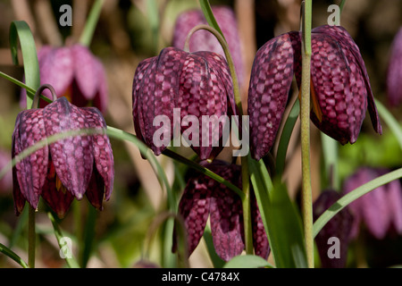 Tête du serpent fritillaries, fleurs sauvages au printemps Banque D'Images