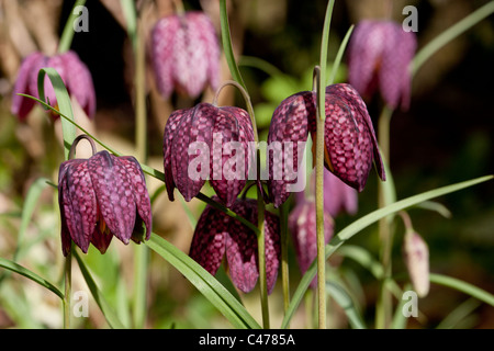 Tête du serpent fritillaries, fleurs sauvages au printemps Banque D'Images