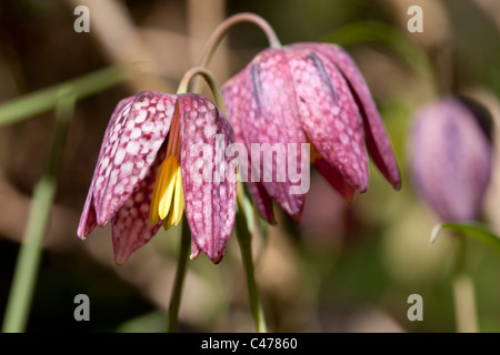 Tête du serpent fritillaries, fleurs sauvages au printemps Banque D'Images