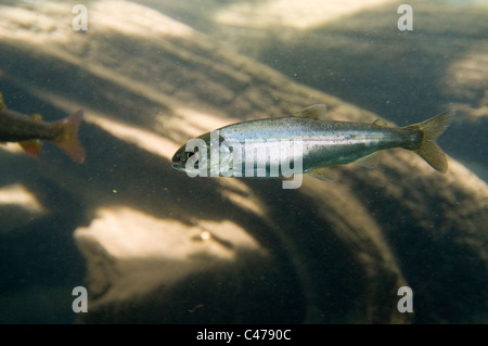 Le saumon kokani enclavés (smolts) Banque D'Images