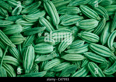 Les graines de fenouil vert texture background, Close up Banque D'Images