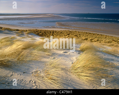 Dunes de sable et la plage à Budle Bay sur la côte de Northumberland Banque D'Images