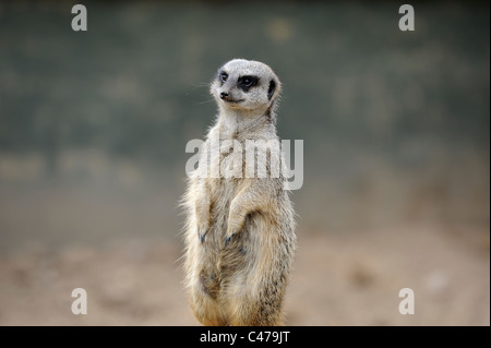 Meerkat debout le zoo de Twycross england uk Banque D'Images