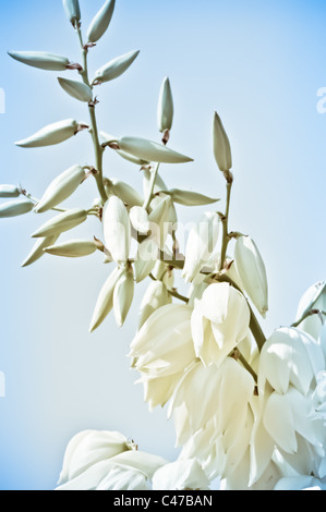 Yucca Plante en fleurs sauvages Banque D'Images