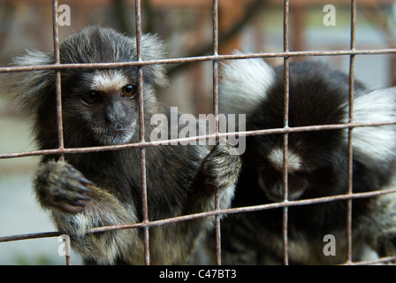 Deux singes en cage ; une seule exploitation sur aux bars. Banque D'Images