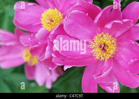 Fleurs de pivoine Banque D'Images