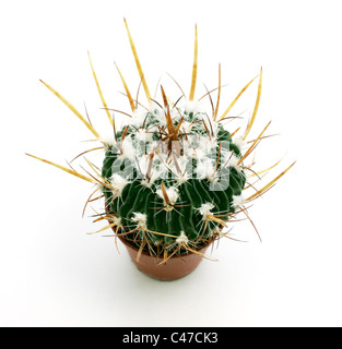 Close up cactus isolé sur fond blanc Banque D'Images