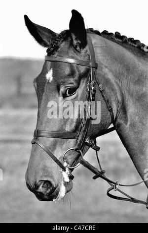 Tête de cheval pur-sang Banque D'Images