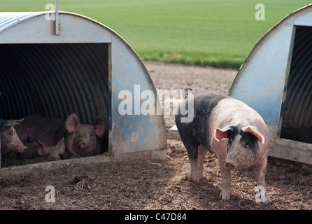 British Saddleback porcs élevés en plein air. Banque D'Images