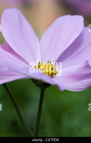 Cosmos Bipinnatus Sonata Carmine nuances' DOF peu profondes Banque D'Images