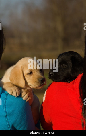 Labrador Retriever puppies Banque D'Images
