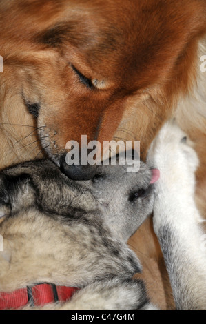 Deux amis dog grooming chaque autres- berger allemand et husky cross Banque D'Images