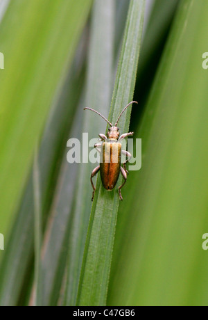 Leaf Beetle Donacia marginata Donaciinae,,, Chrysomelidae, Chrysomeloidea, Coleoptera. Banque D'Images