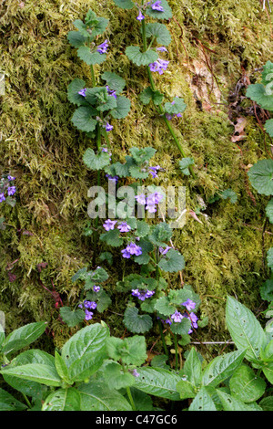 Lierre terrestre, Glechoma hederacea, Lamiaceae (Labiatae). Banque D'Images