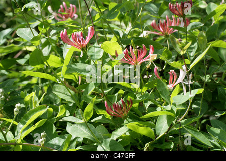 Le chèvrefeuille, Lonicera periclymenum, Caprifoliaceae Banque D'Images