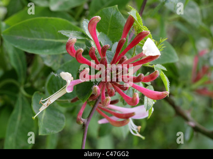 Le chèvrefeuille, Lonicera periclymenum, Caprifoliaceae Banque D'Images