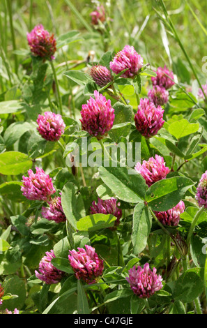 Le trèfle rouge, Trifolium pratense, Fabaceae (Leguminosae). Banque D'Images