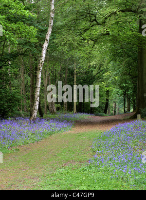 Bluebells, Hyacinthoides non-scripta (syn. Endymion non-scriptum, Scilla non-scripta), Whippendell Woods, Hertfordshire, Royaume-Uni Banque D'Images