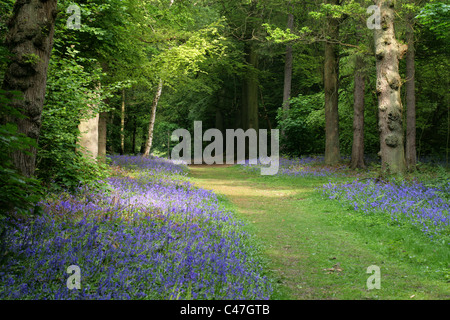 Bluebells, Hyacinthoides non-scripta (syn. Endymion non-scriptum, Scilla non-scripta), Whippendell Woods, Hertfordshire, Royaume-Uni Banque D'Images