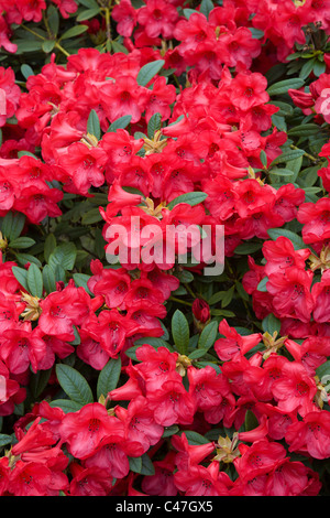 Rhododendrons rouge. Lea Gardens, Derbyshire Banque D'Images