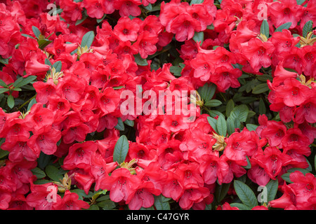 Rhododendrons rouge. Lea Gardens, Derbyshire Banque D'Images