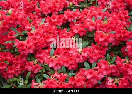 Rhododendrons rouge. Lea Gardens, Derbyshire Banque D'Images