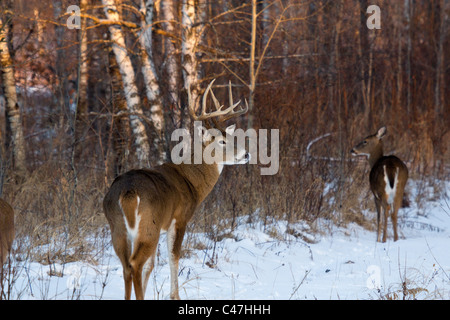 Le cerf de buck et doe en hiver Banque D'Images