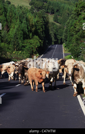 Un troupeau de vaches au milieu d'une route de campagne, près de São Roque do Pico, l'île de Pico, Açores, Portugal Banque D'Images