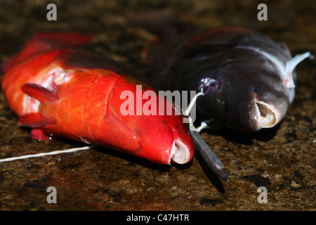 Deux, hommes et femmes, des poissons perroquet Sparisoma cretense (Méditerranée) harponnées près de Sao Joao, l'île de Pico, Açores, Portugal. Banque D'Images