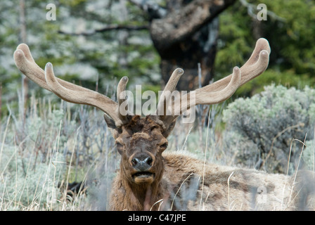 Rocky Mountain bull le wapiti (Cervus canadensis) avec bois de velours dans le Parc National de Yellowstone USA Banque D'Images