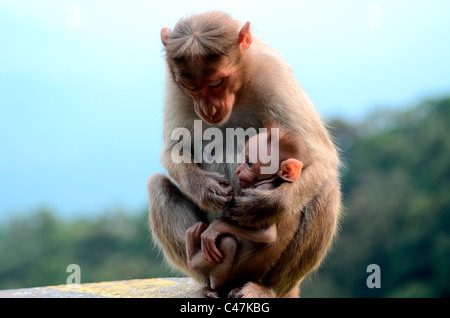 Nourrir le singe mère bébé singe Banque D'Images