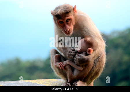 Mère de lait bébé singe singe Banque D'Images