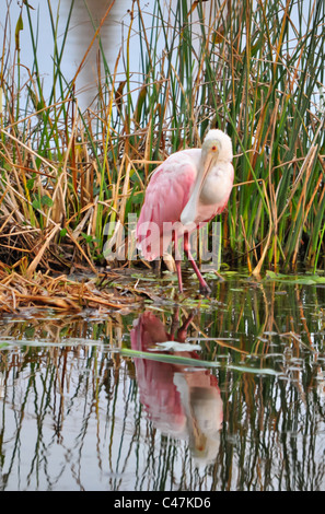 Roseate Spoonbill Juvenile Banque D'Images