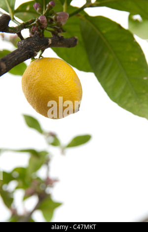 Citron, arbre, branche, feuille, feuilles, fruits Banque D'Images