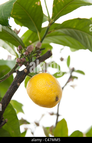 Citron, arbre, branche, feuille, feuilles, fruits Banque D'Images