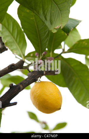 Citron, arbre, branche, feuille, feuilles, fruits Banque D'Images