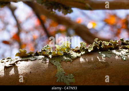 La croissance des lichens sur la branche d'un arbre. L'usine de l'air. Famille : Parmeliaceae, Genre : Flavoparmelia. Banque D'Images