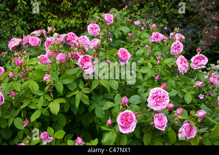 Rosa Gertrude Jekyll ( Ausbord ) - mi-couleur rose Rosier Anglais arbustif. Banque D'Images