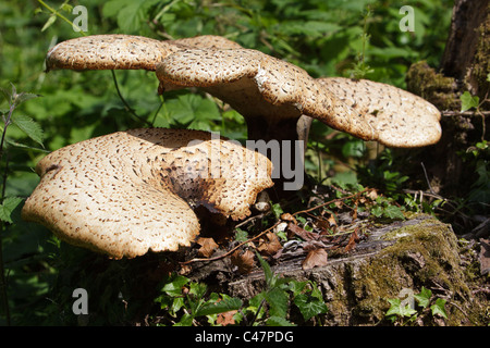 La dryade deux champignon polyporus squamosus (Selle) croissant sur une vieille souche d'arbre Banque D'Images