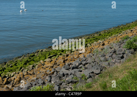Roches sur un canal couvert de diverses couleurs d'algues Banque D'Images