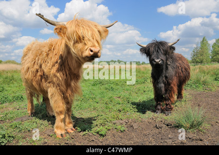 Highland cattle, jeunes veaux sur les pâturages de plaine, Suffolk, Angleterre, Mai Banque D'Images