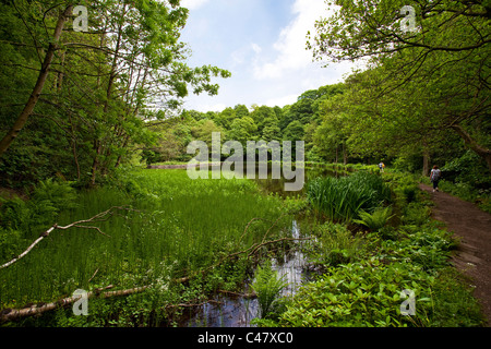 L'un des nombreux étangs de la vallée de Rivelin Sheffield South Yorkshire, UK Banque D'Images