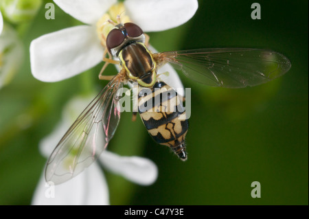 Fly fleur (Toxomerus geminatus) - Femmes Banque D'Images