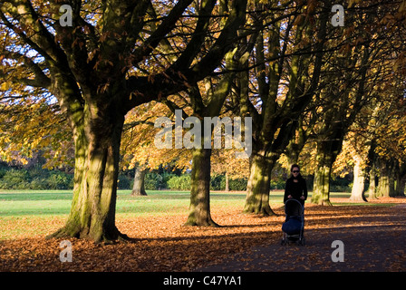 Femme et la Pram flânant dans une avenue de Horsechestnut Aesculus hippocastanum arbres en automne, Florence Park, Oxford, Angleterre Banque D'Images