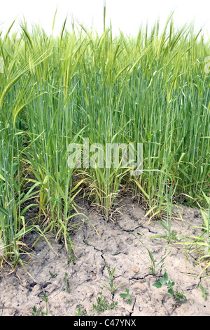 La sécheresse du sol fissuré en champ de blé. Banque D'Images