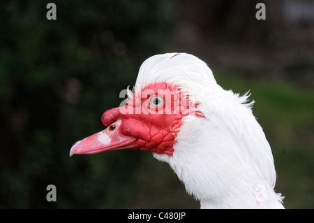 Canard de barbarie, portrait d'hommes chef, Angleterre, peut Banque D'Images