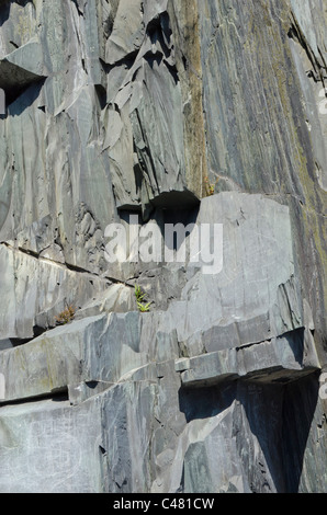 Les plantes qui poussent sur l'ardoise à l'ancienne mine d'ardoise Dinorwig, Snowdonia, le Nord du Pays de Galles, Royaume-Uni Banque D'Images