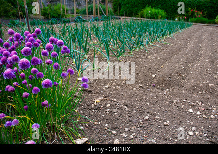 Lignes d'oignons et de la ciboulette en fleurs cultivés dans un jardin potager Banque D'Images