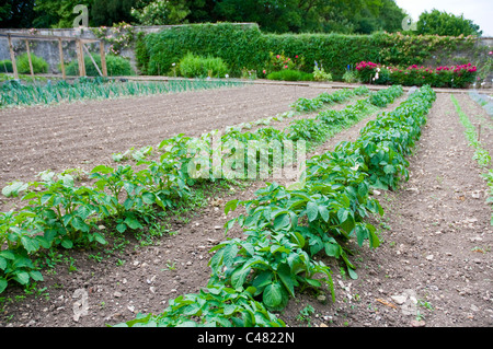 Deux rangées de plants de pommes de terre poussant dans un potager formel Banque D'Images