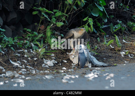 Femme blanche Accipiter nisus avec un pigeon ramier Columba palumbus Banque D'Images